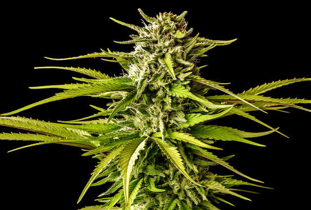 Cannabissamen Break-Up Cake feminisiert für Indoor und Outdoor